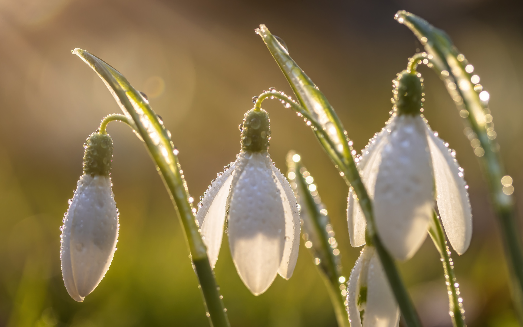 Schneeglöckchen in der Abendsonne