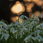 Schneeglöckchen in der Abendsonne