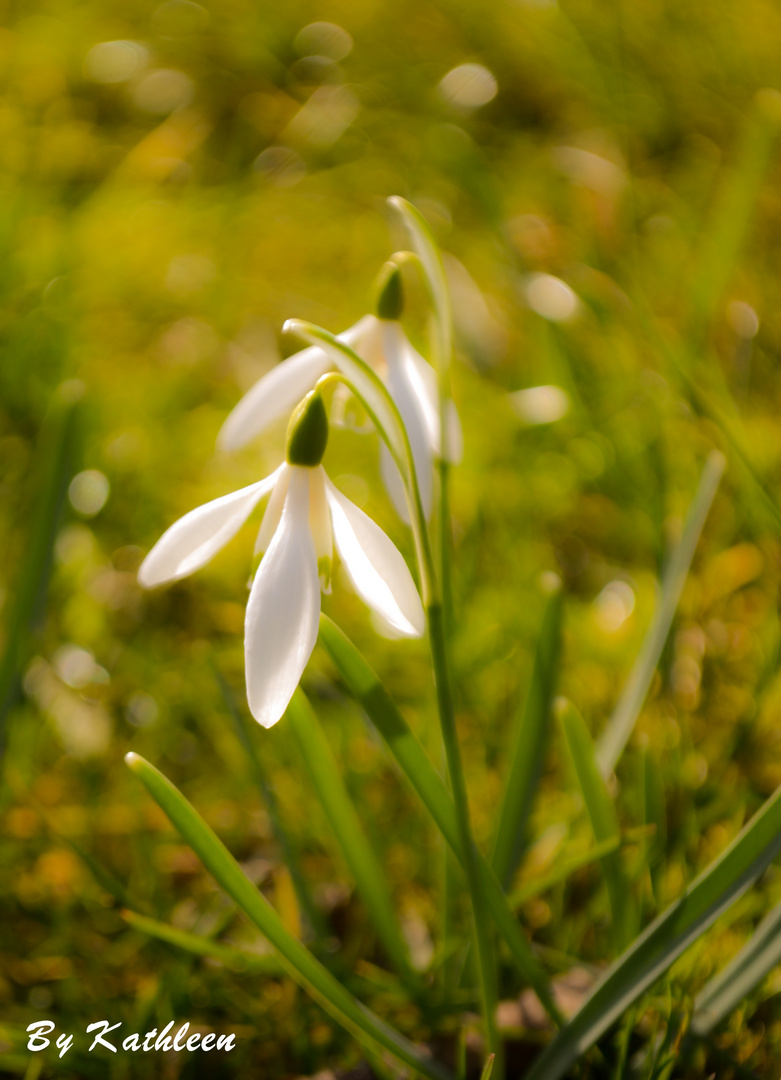 Schneeglöckchen in der Frühlingssonne