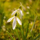 Schneeglöckchen in der Frühlingssonne