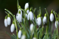 Schneeglöckchen in der Mittagssonne