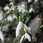 Schneeglöckchen in der Morgensonne (2)