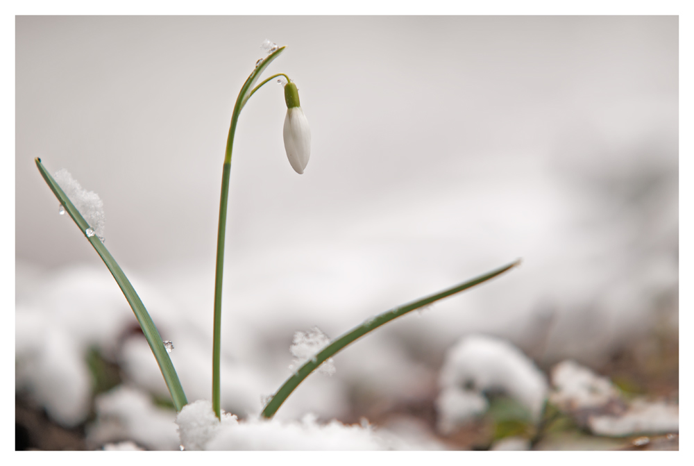 Schneeglöckchen in der Natur II