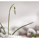 Schneeglöckchen in der Natur II