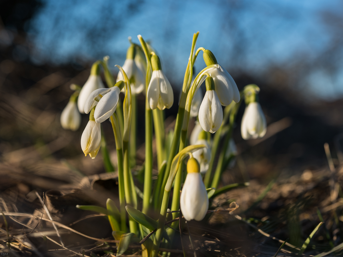 Schneeglöckchen in der Sonne