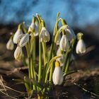 Schneeglöckchen in der Sonne