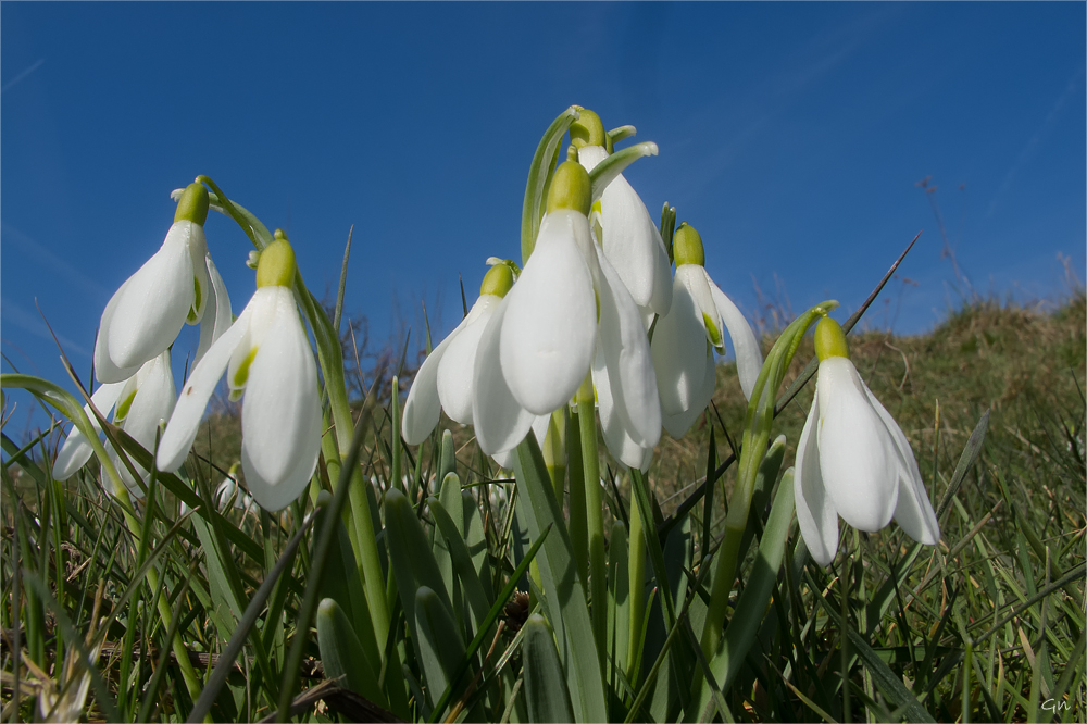 Schneeglöckchen in der Streuobstwiese