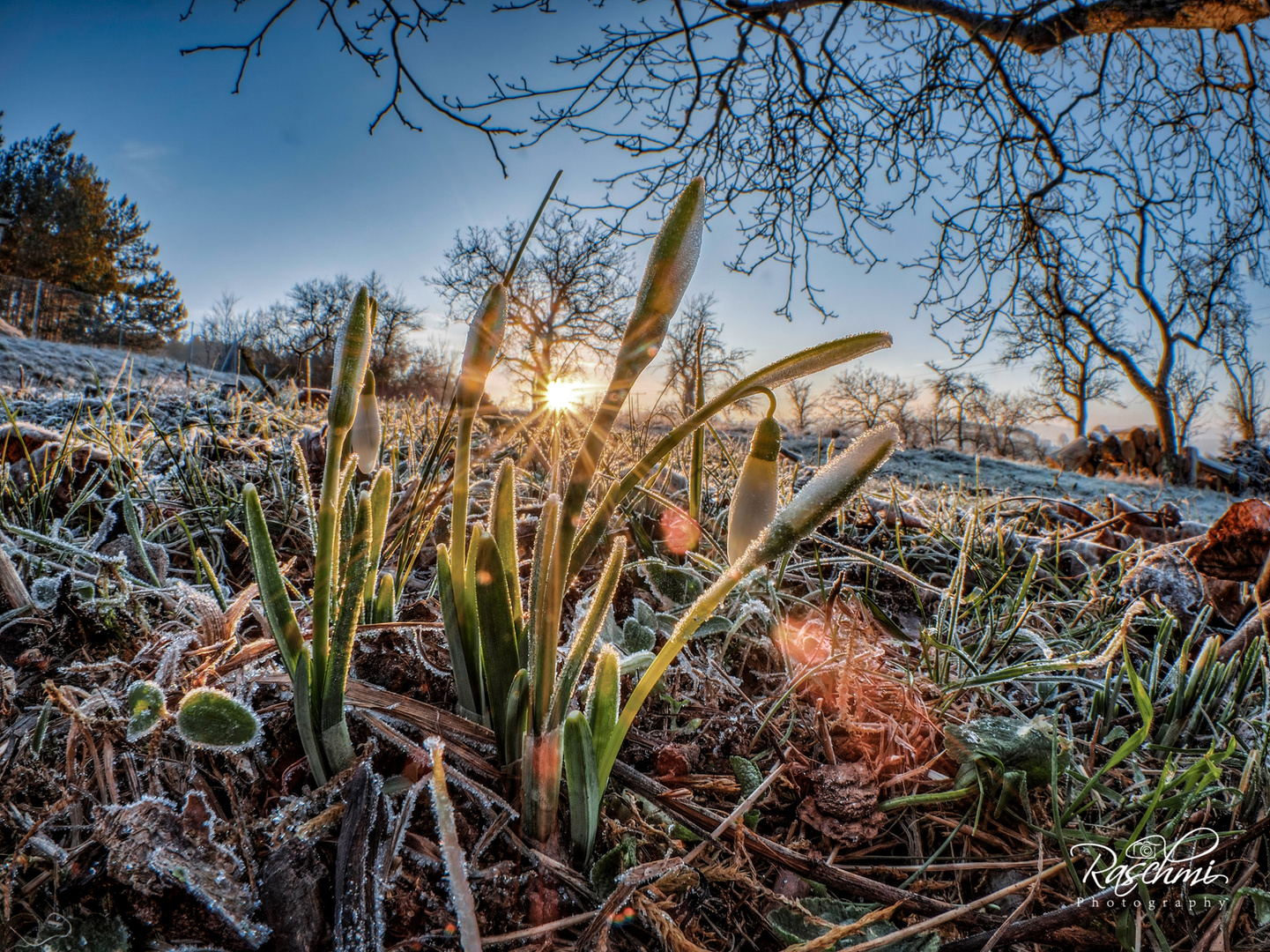 SCHNEEGLÖCKCHEN IN DER WINTERSONNE