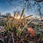 SCHNEEGLÖCKCHEN IN DER WINTERSONNE