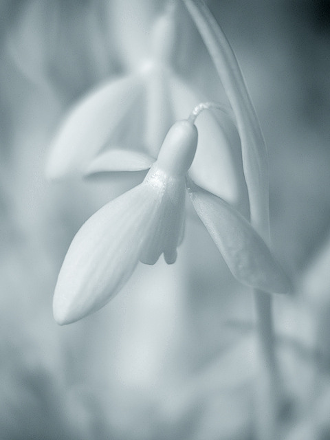 Schneeglöckchen (IR)