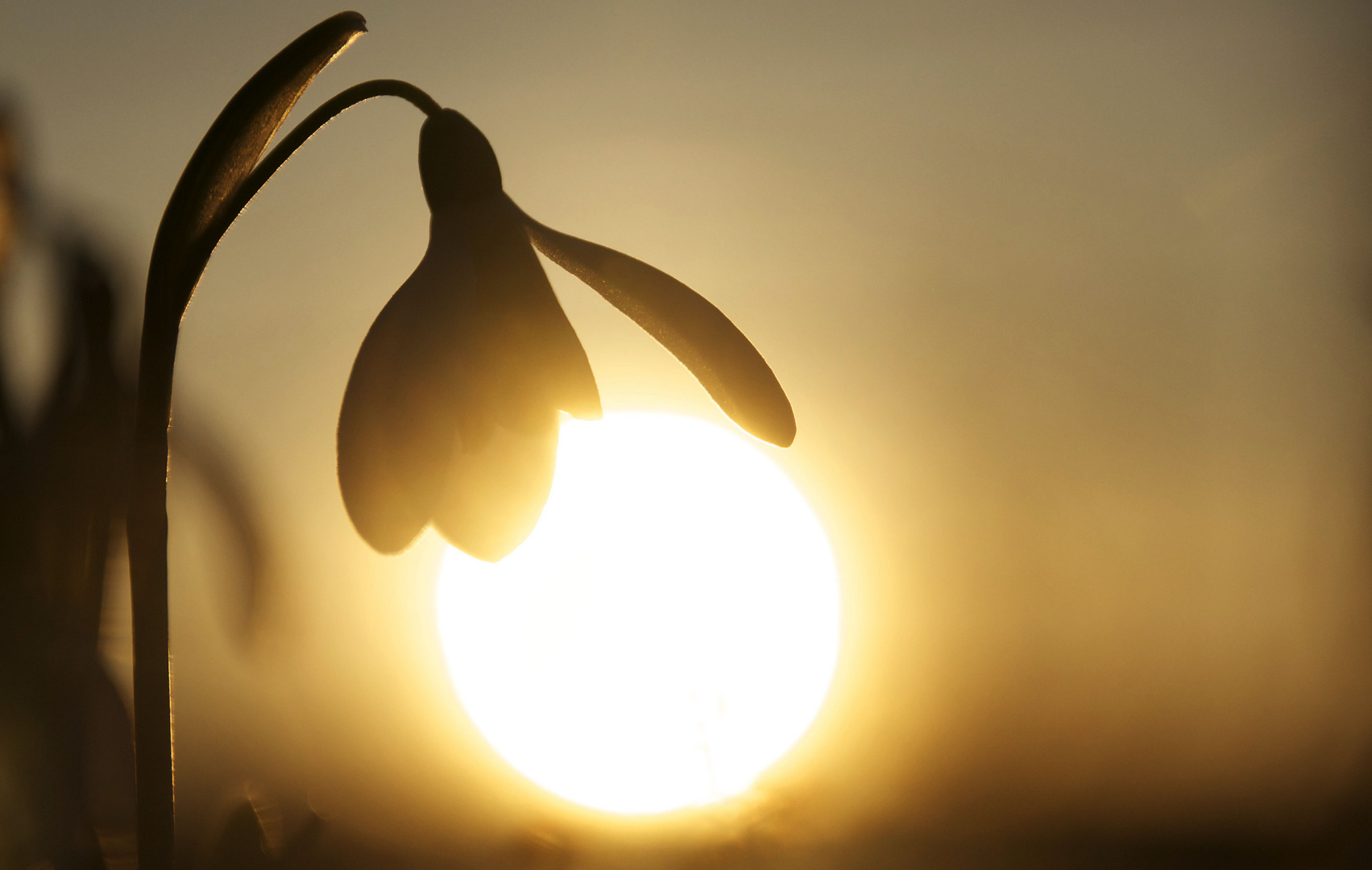 Schneeglöckchen isst Sonne