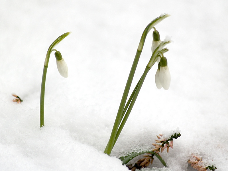 Schneeglöckchen [K]