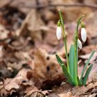 Schneeglöckchen kämpft sich durchs Laub