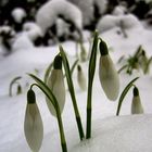 Schneeglöckchen klingelingeling, läut nun endlich den Frühling ein...