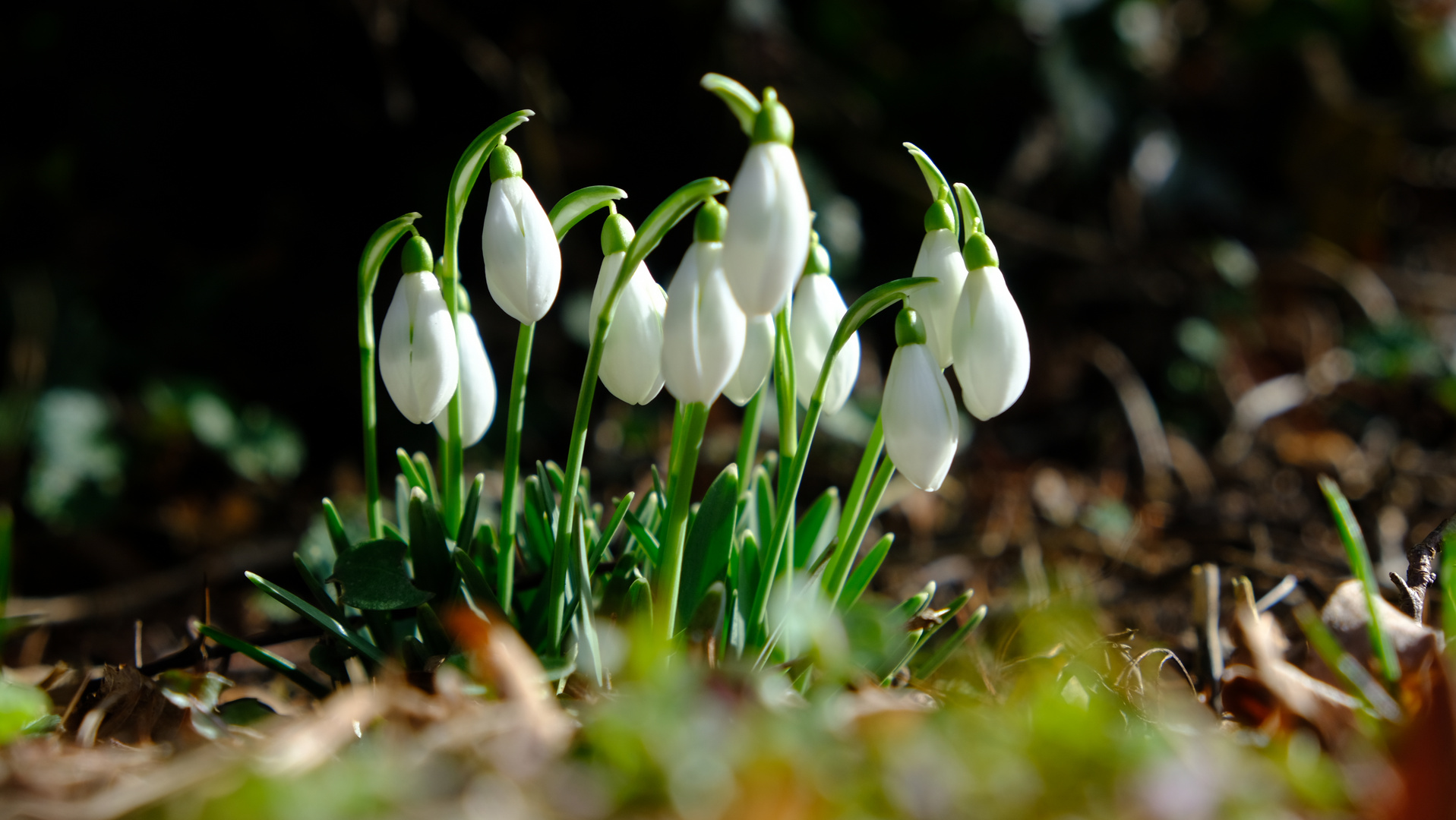 Schneeglöckchen Knospen