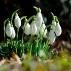 Schneeglöckchen Knospen