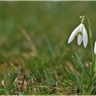 Schneeglöckchen komm - es reicht jetzt !