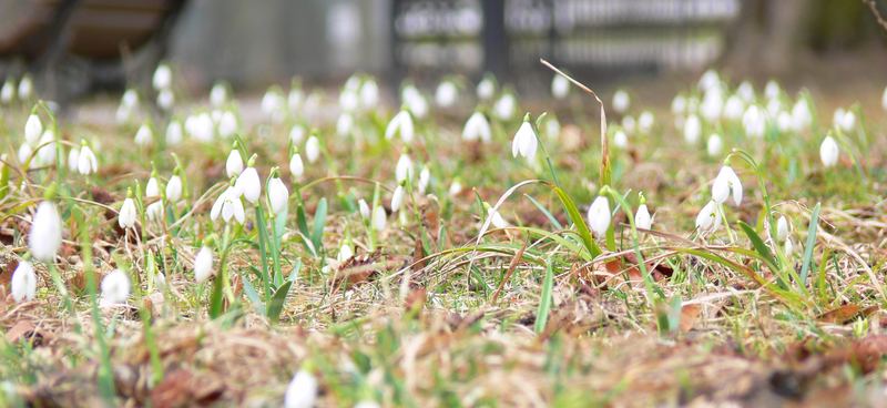 Schneeglöckchen künden vom Frühlingsanfang