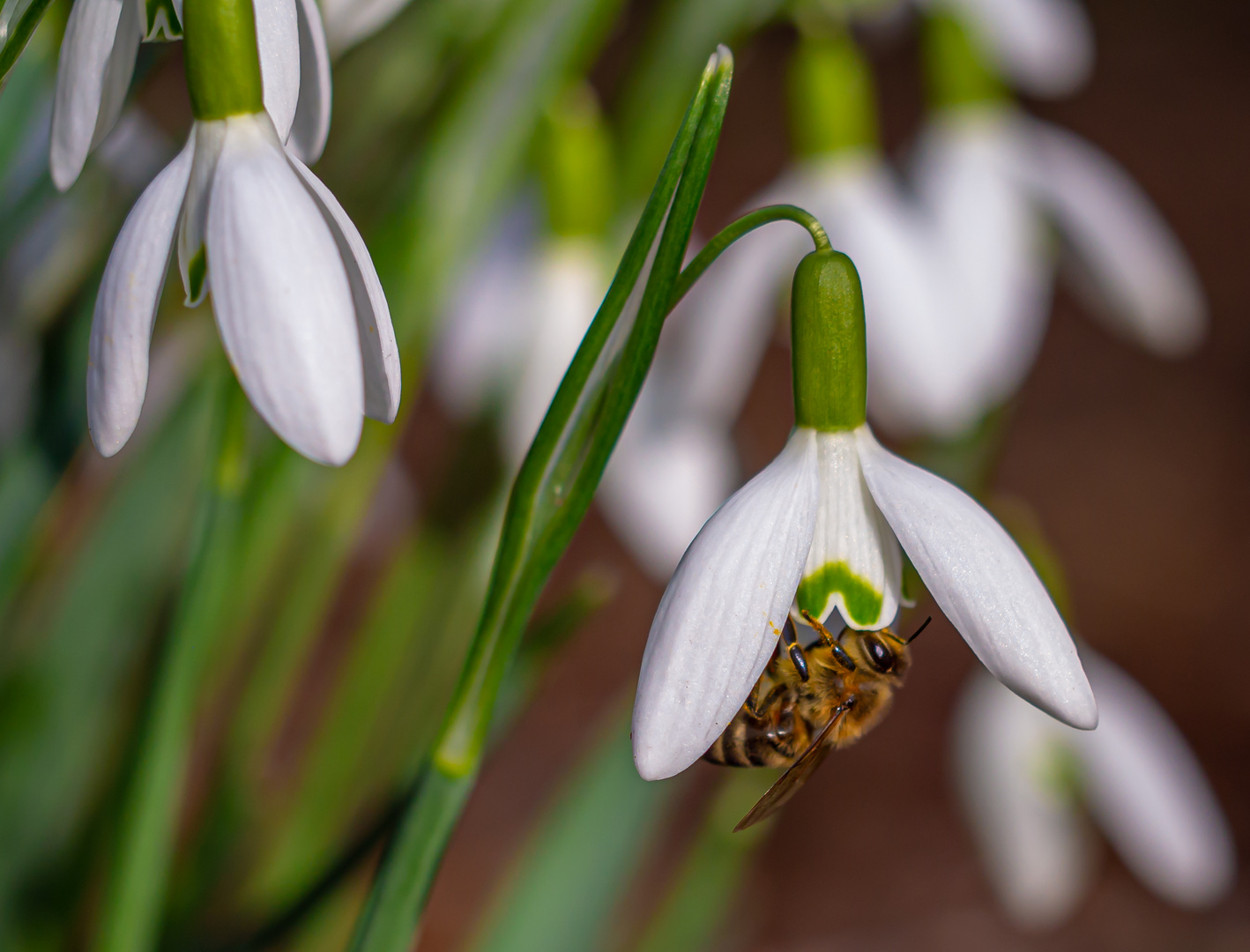 Schneeglöckchen läuten den Frühling ein