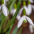 Schneeglöckchen läuten den Frühling ein