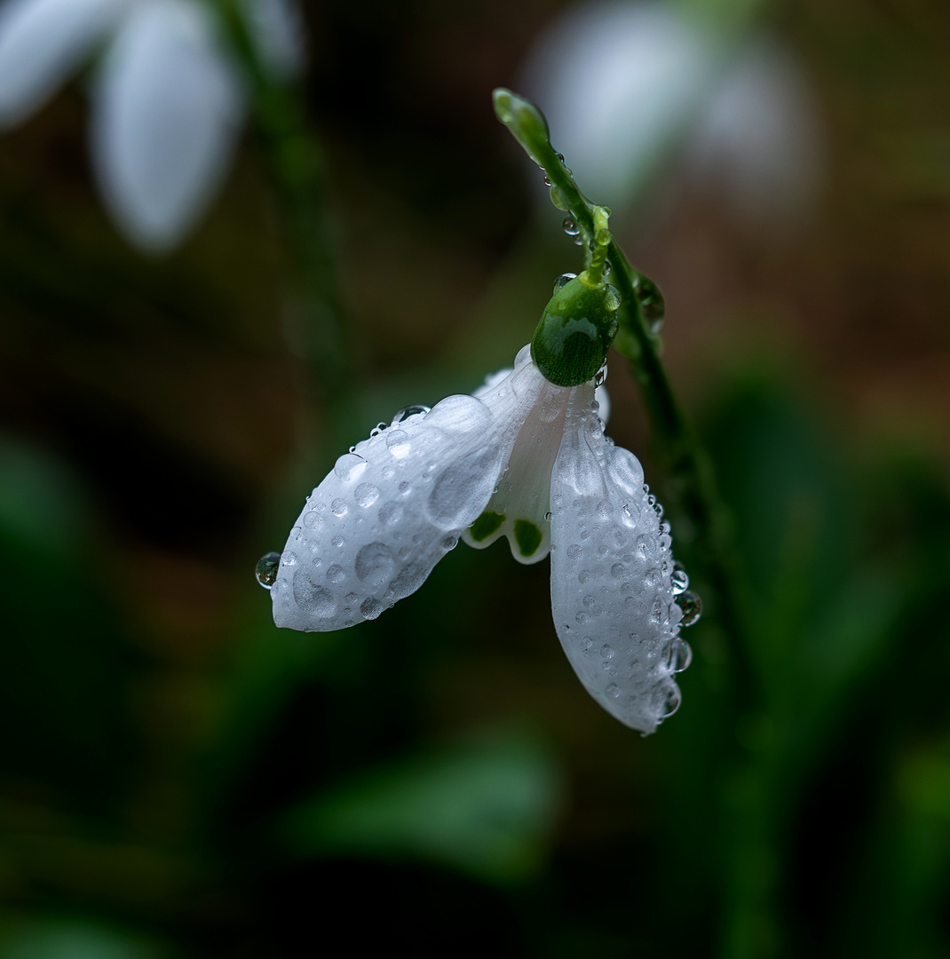 Schneeglöckchen läuten den Frühling ein