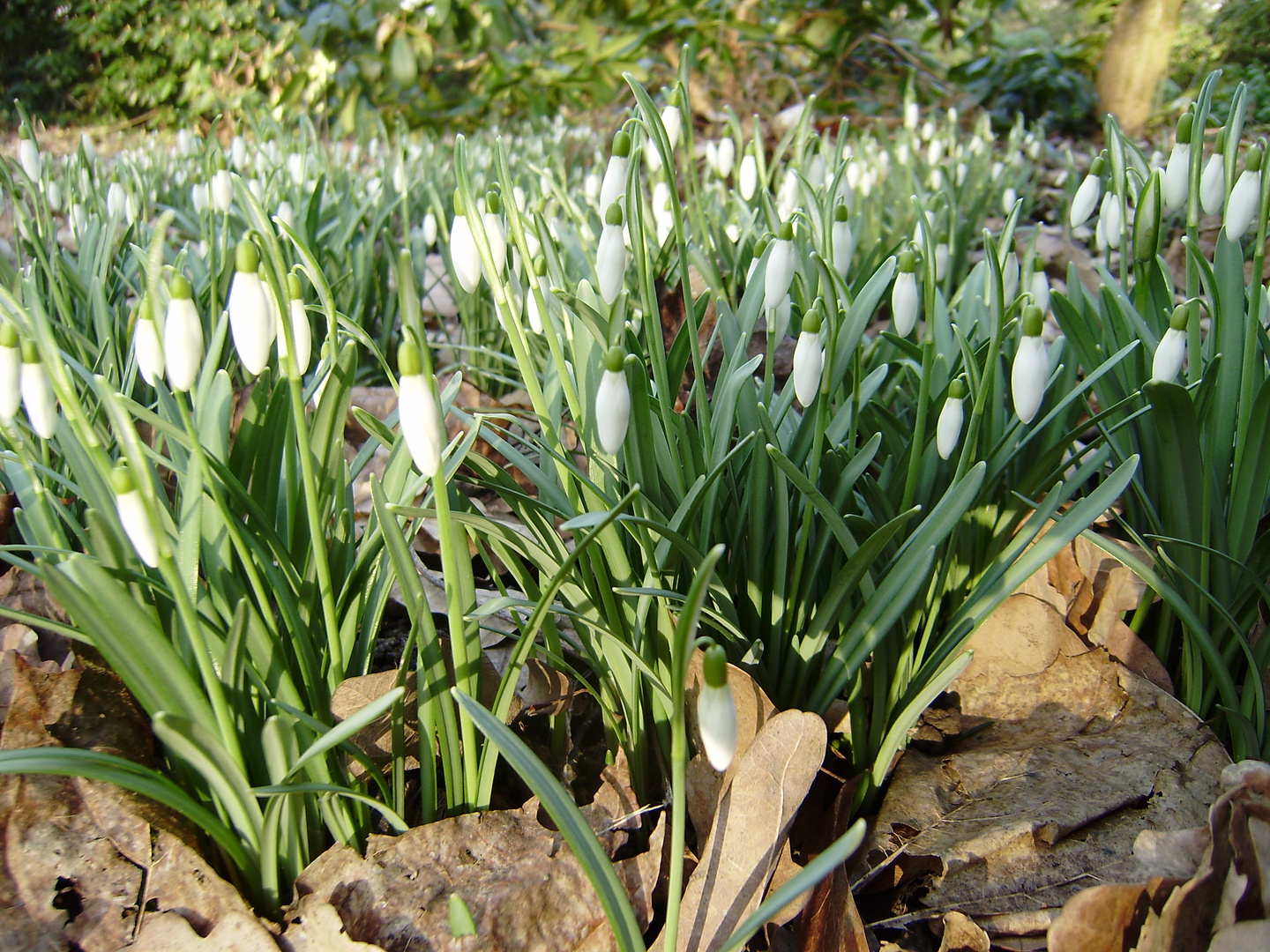 Schneeglöckchen läuten den Frühling ein