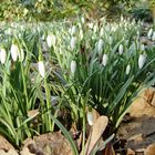 Schneeglöckchen läuten den Frühling ein