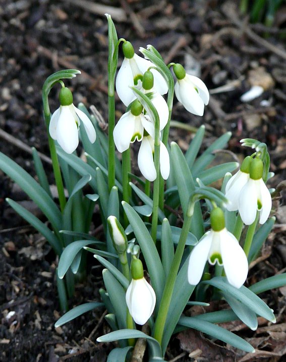 Schneeglöckchen läuten den Frühling ein