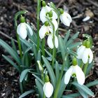 Schneeglöckchen läuten den Frühling ein