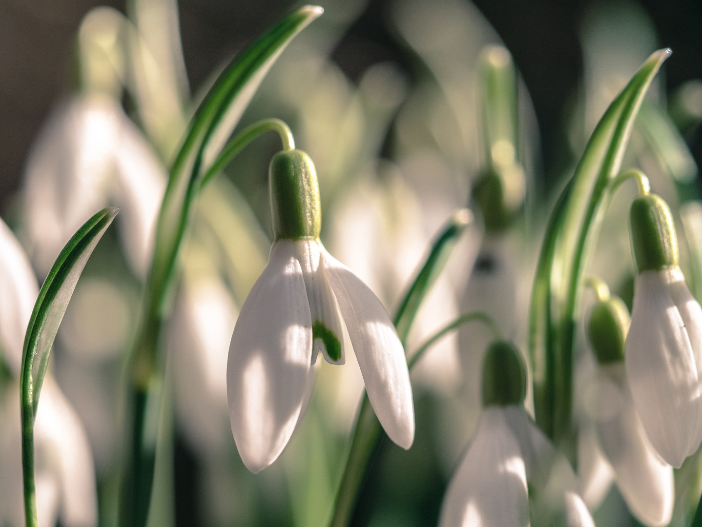 Schneeglöckchen läuten den Frühling ein!