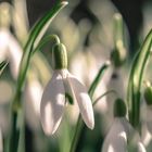 Schneeglöckchen läuten den Frühling ein!