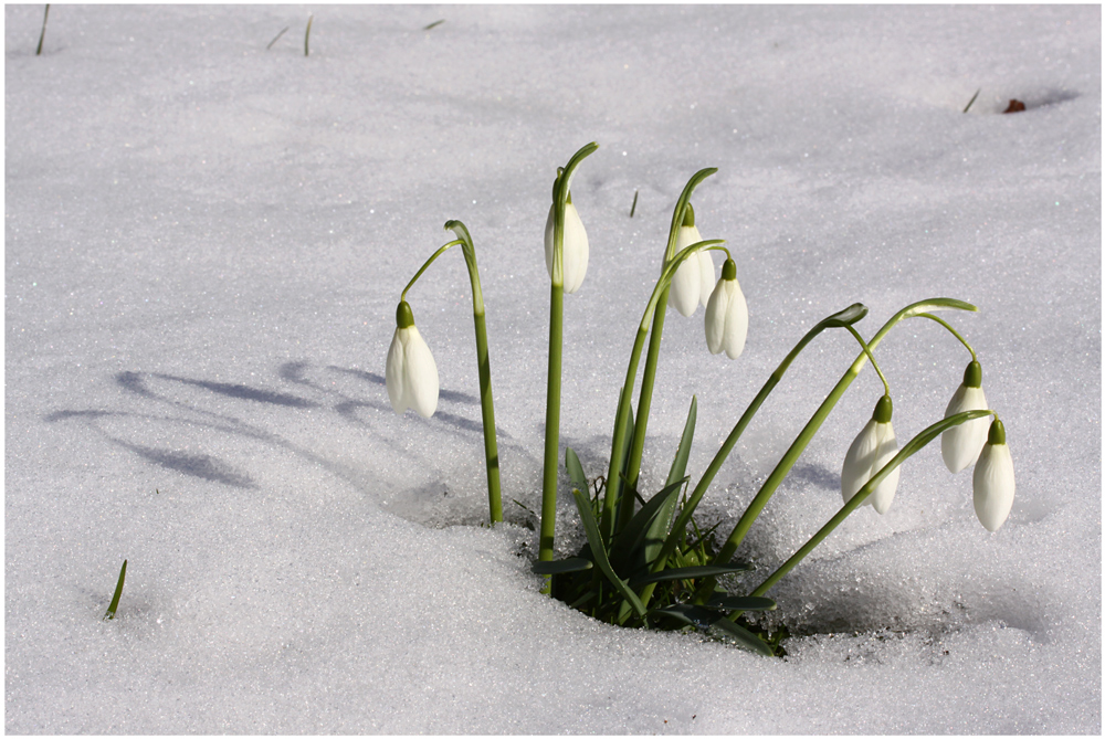 Schneeglöckchen läutet den Frühling ein Foto & Bild pflanzen, pilze