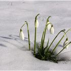 Schneeglöckchen läutet den Frühling ein