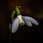 Schneeglöckchen  läutet den Frühling ein...