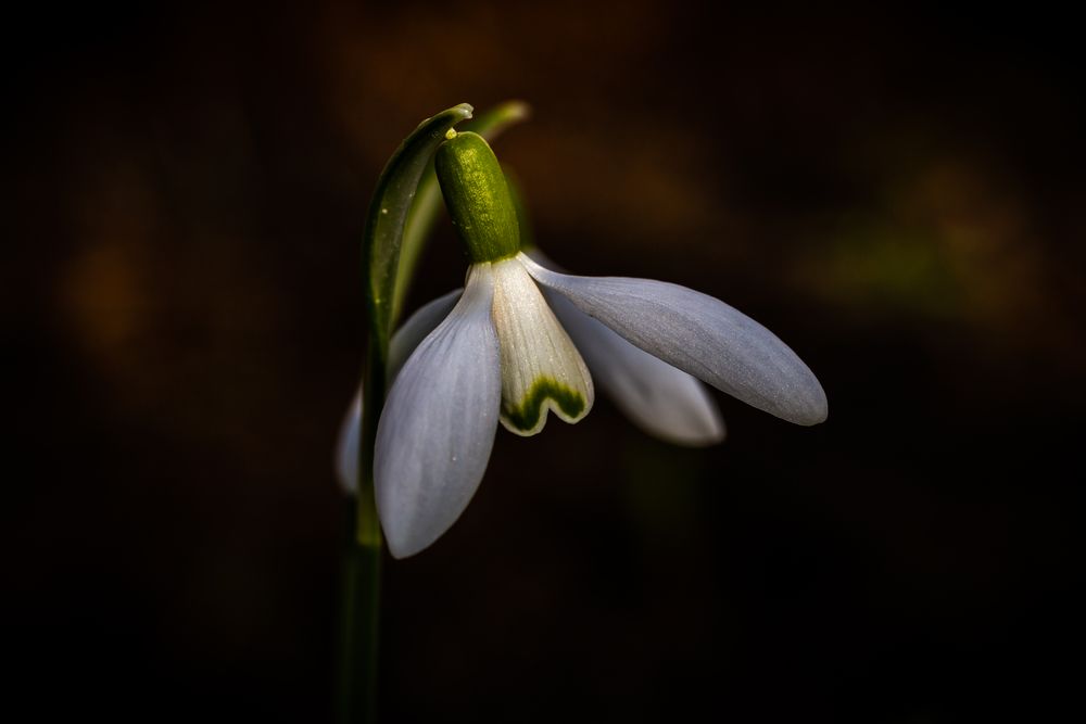 Schneeglöckchen  läutet den Frühling ein...