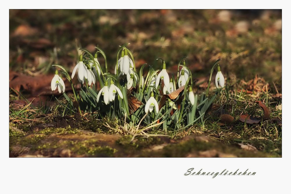 Schneeglöckchen läutet den Frühling ein