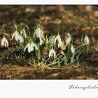 Schneeglöckchen läutet den Frühling ein