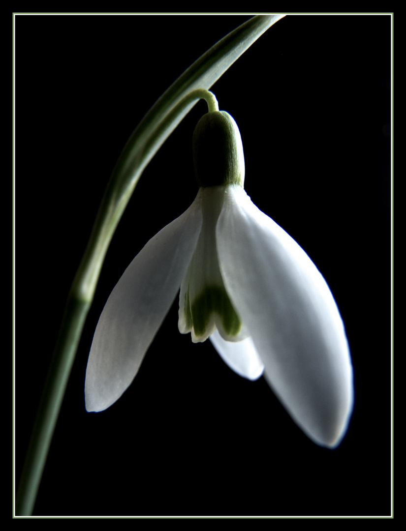 Schneeglöckchen läutet den Frühling ein :-)