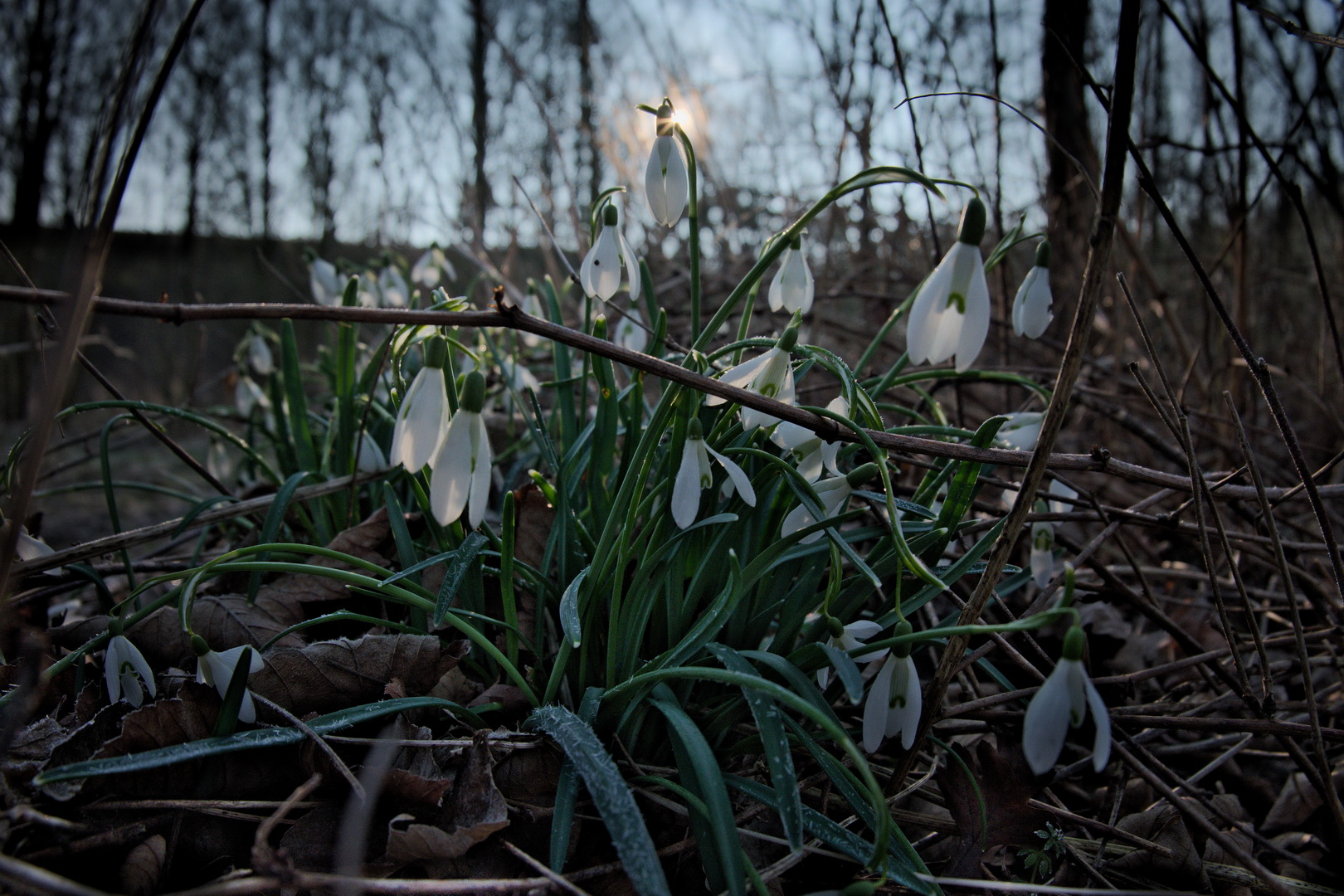 Schneeglöckchen - Lampe