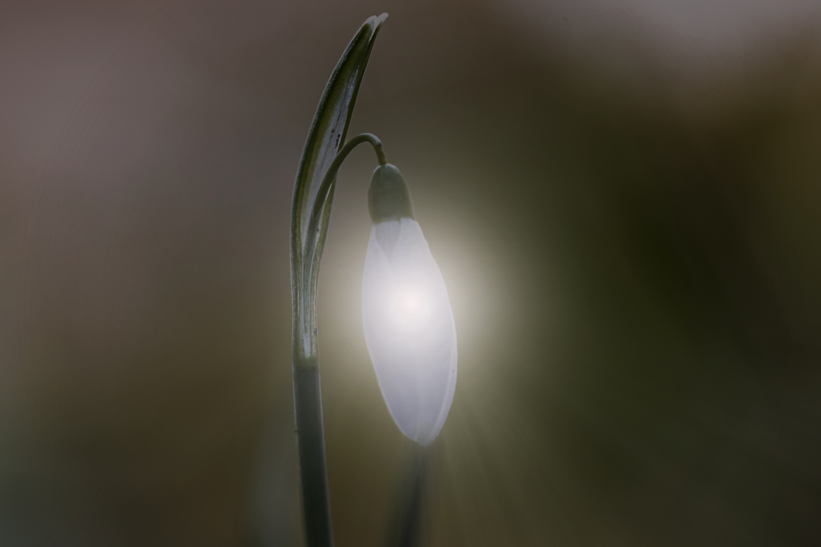 Schneeglöckchen Laterne bokeh