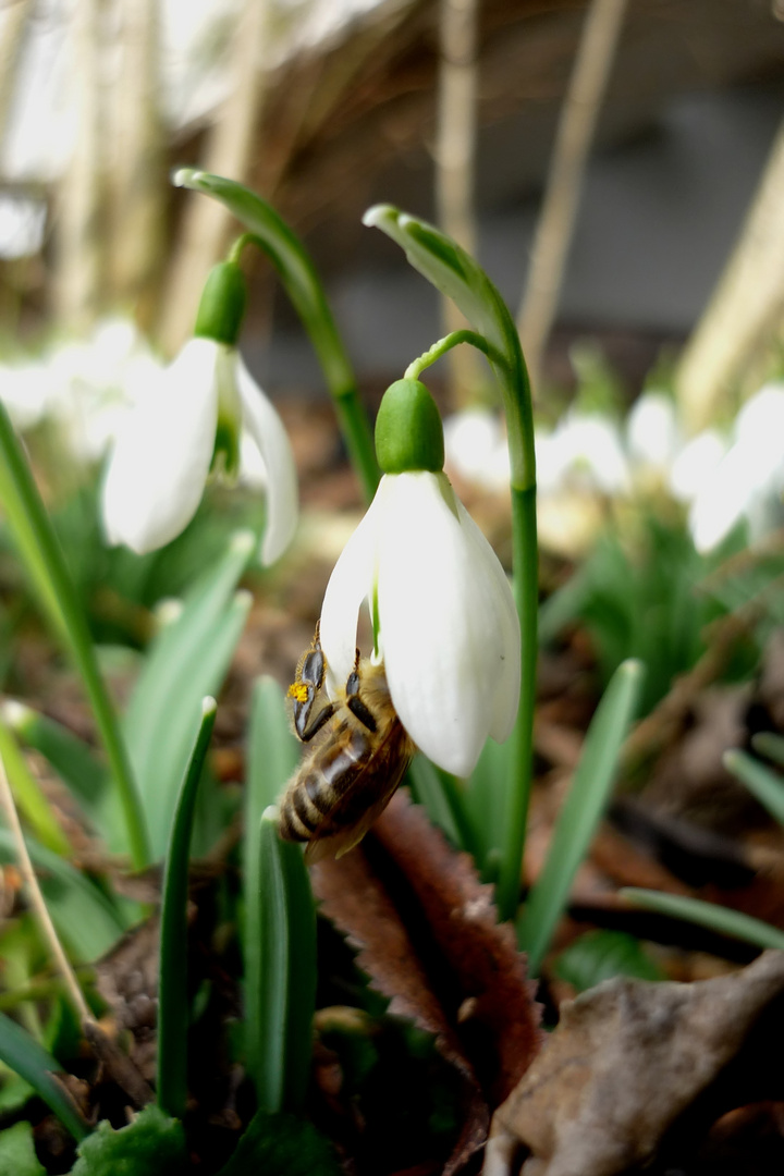 Schneeglöckchen mit Besuch