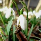 Schneeglöckchen mit Besuch