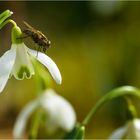 Schneeglöckchen mit Besuch