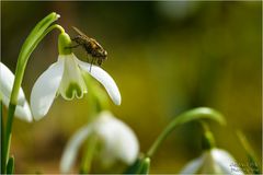 Schneeglöckchen mit Besuch