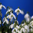 Schneeglöckchen mit blauem Hintergrund