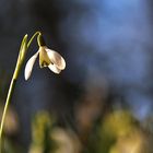 Schneeglöckchen mit einem Frühlingsgruß