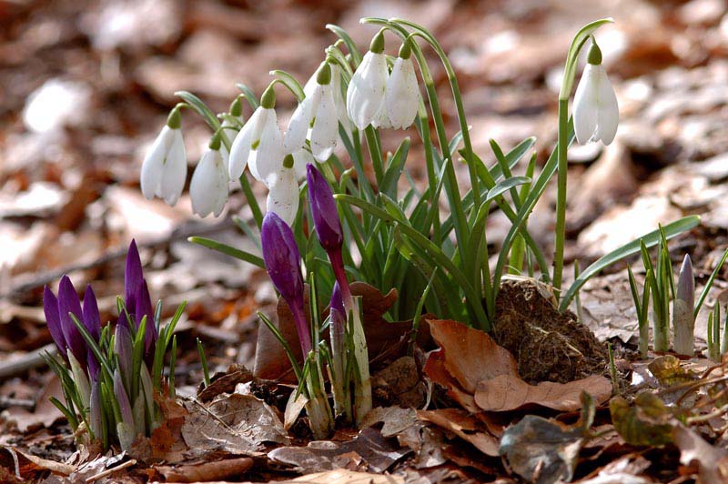 Schneeglöckchen mit Farbklecks