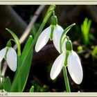 Schneeglöckchen  (mit Gedicht)