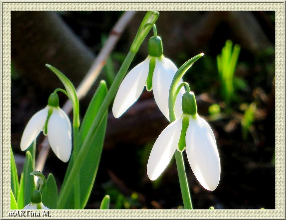 Schneeglöckchen  (mit Gedicht)