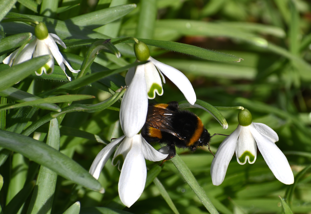 Schneeglöckchen mit Hummel.........